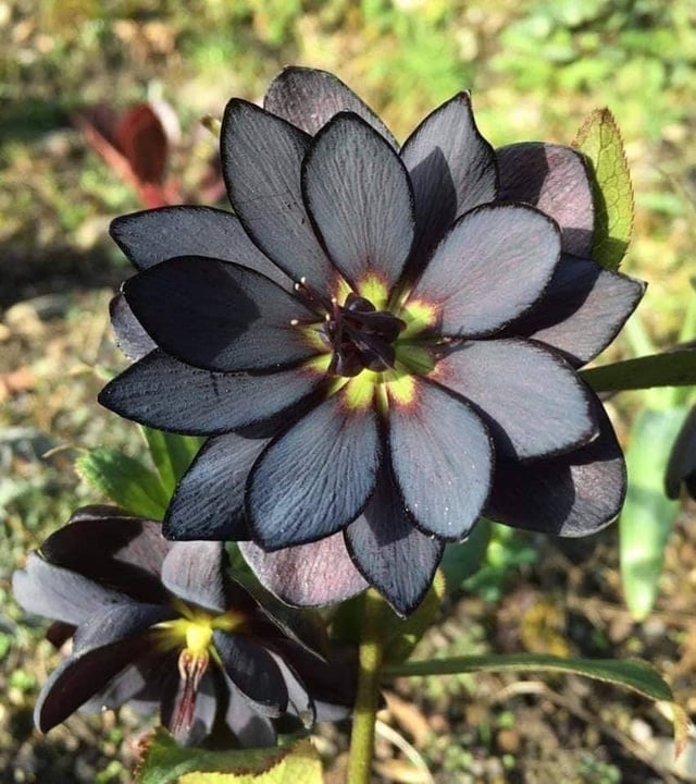 Black Lotus Stygian: A Deep Dive into the Mysteries and Challenges