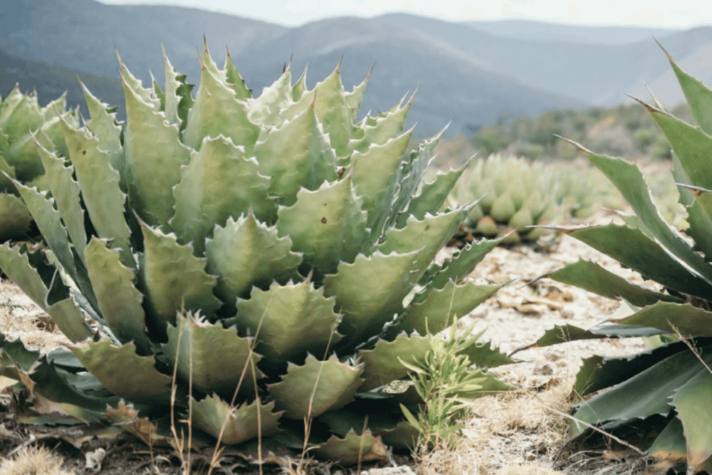 Cactus Mezcal: What is it and Why it Matters for Players?