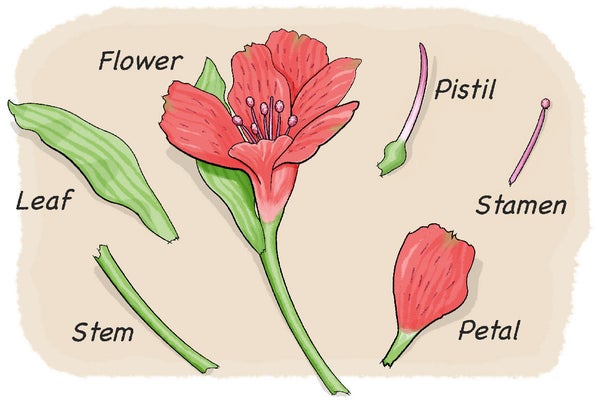 Exploring the Issues in Flower 4: What You Need to Know