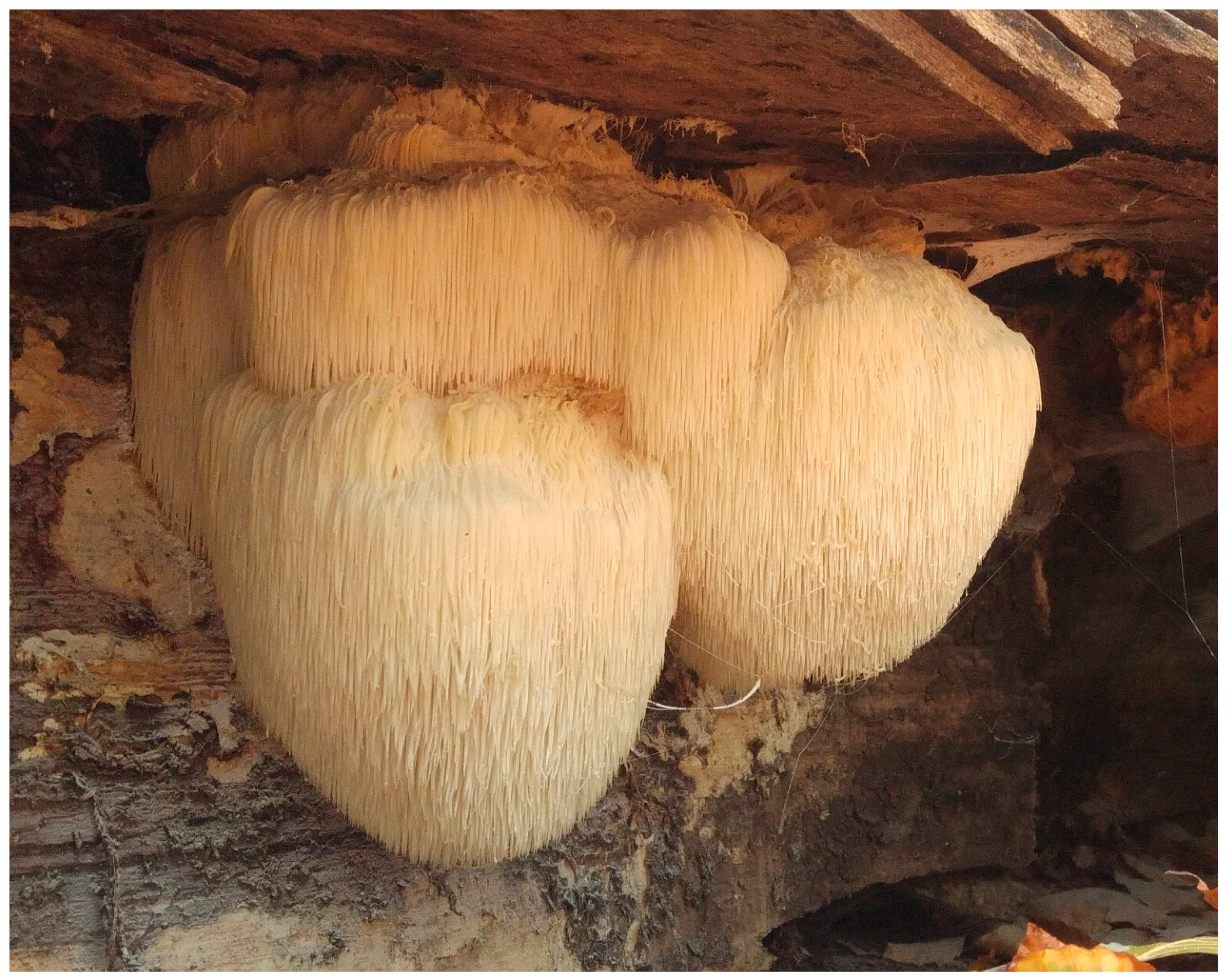 Curative Mushrooms Login – Why Is It So Hard to Log In and How to Fix It?