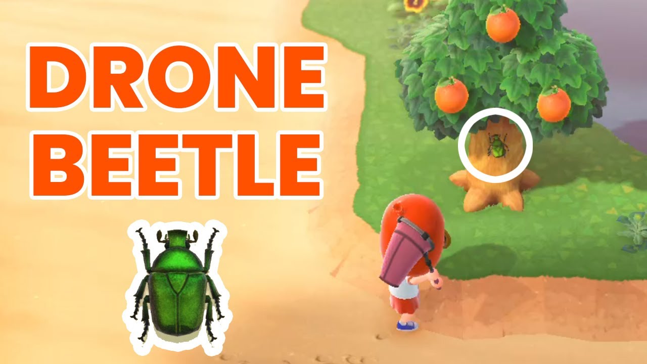 Drone Beetle Animal Crossing: A Unique Bug to Find and Catch!