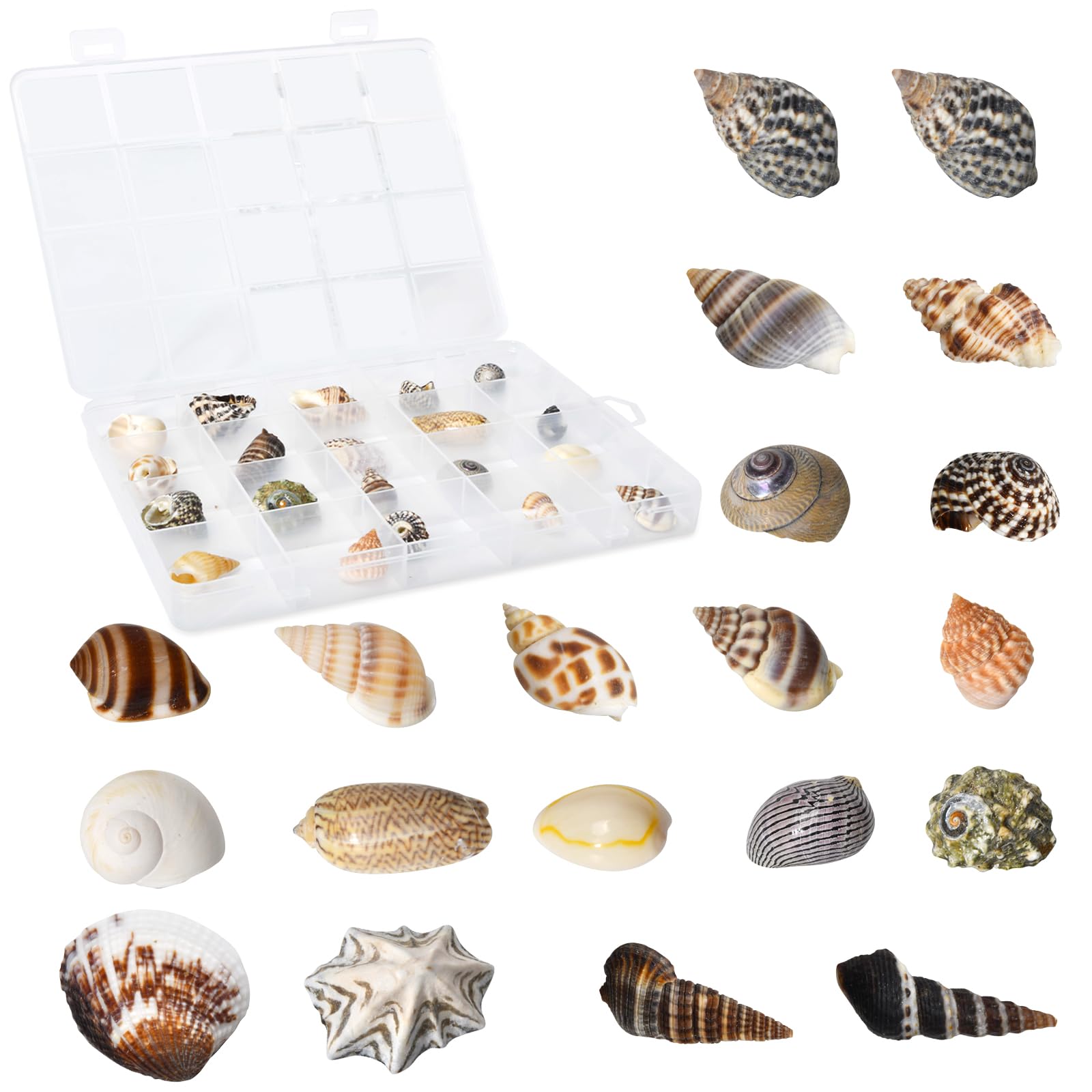 Box of Conch: What Is It and How to Deal with It in Your Game?