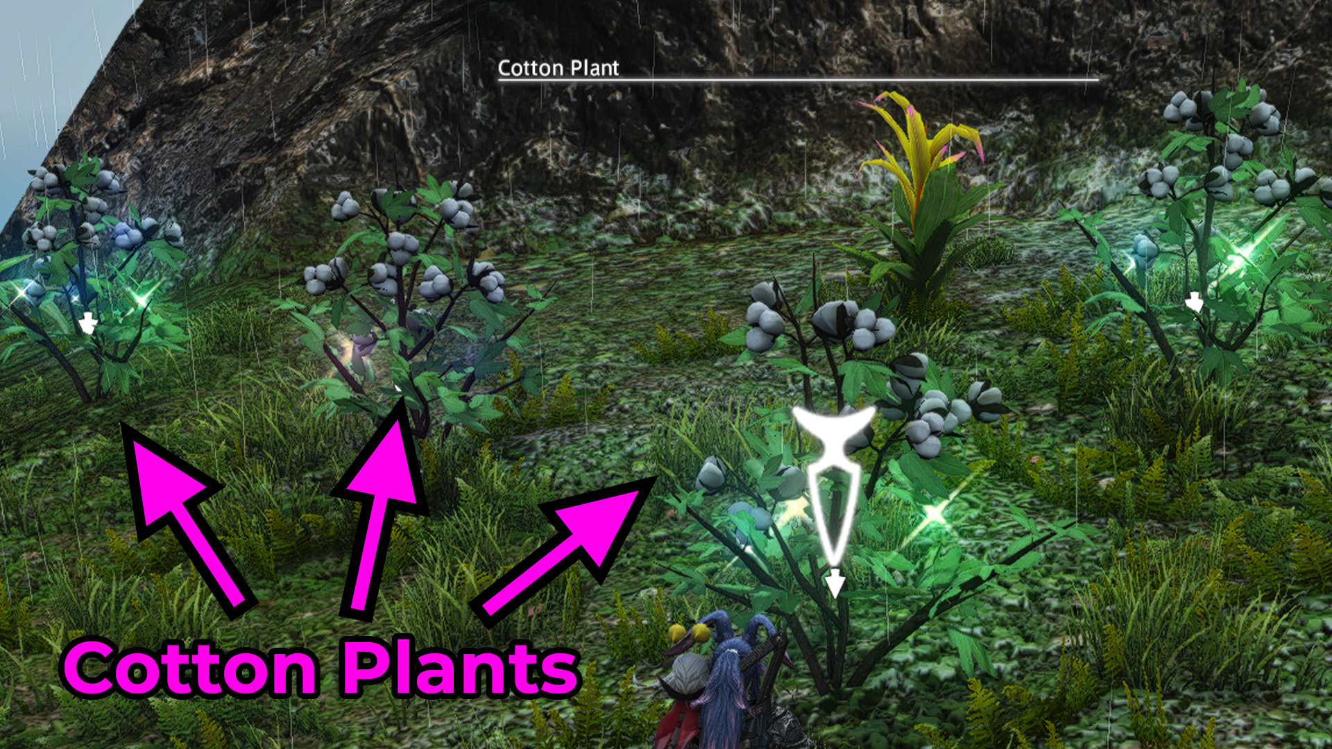 FFXIV Island Cotton Boll: The Tale of This Curious Item