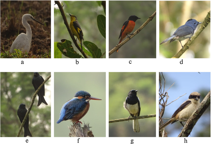 Exploring “Egret Chapter 127”: Challenges and Solutions