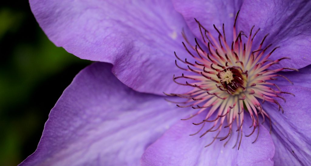 Flower Sweet: Common Issues and Solutions for Players