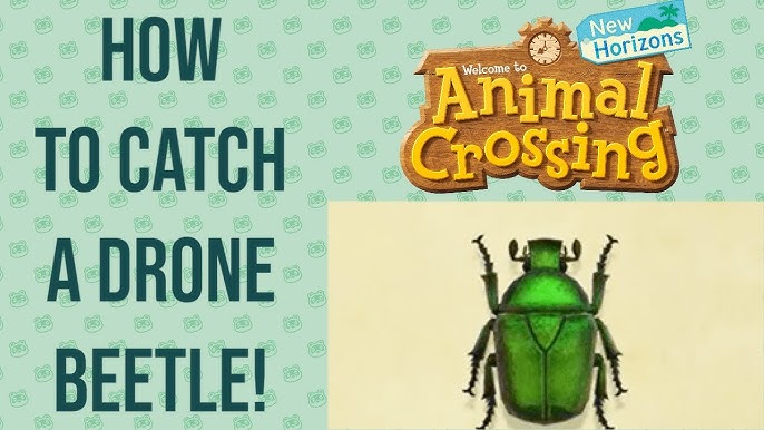 Drone Beetle Animal Crossing: A Unique Bug to Find and Catch!