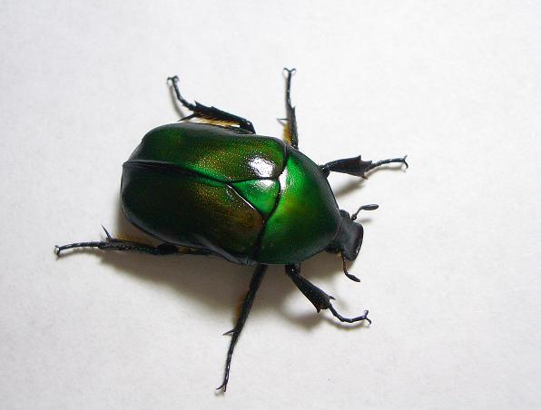 Drone Beetle Animal Crossing: A Unique Bug to Find and Catch!