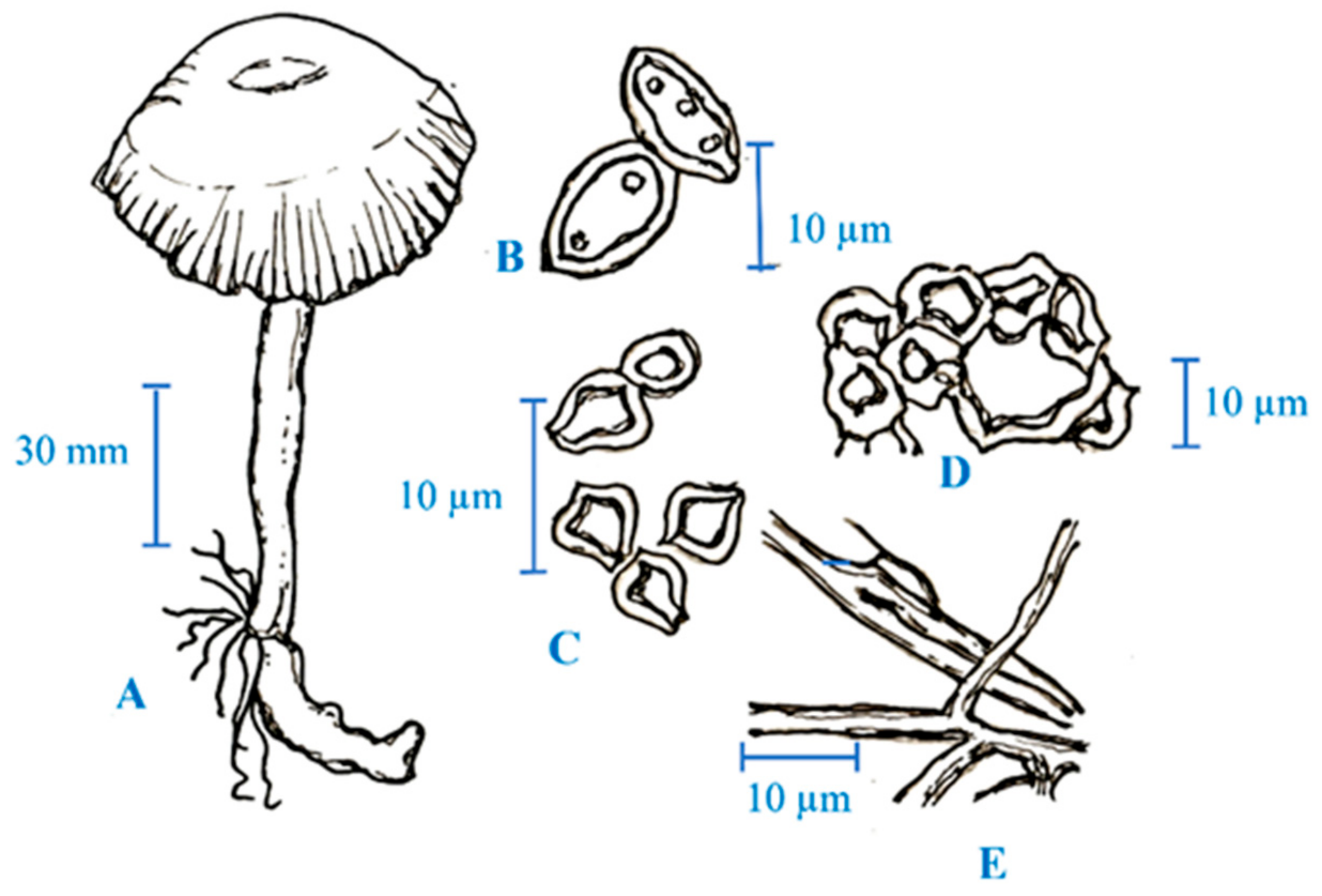 Curative Mushrooms Login – Why Is It So Hard to Log In and How to Fix It?