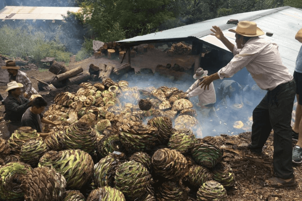 Cactus Mezcal: What is it and Why it Matters for Players?