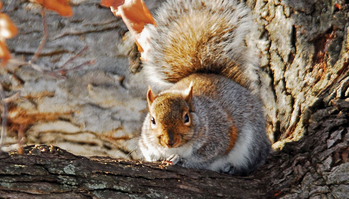 Bushy Tail Squirrel: A Unique Gaming Experience and How to Solve Its Challenges