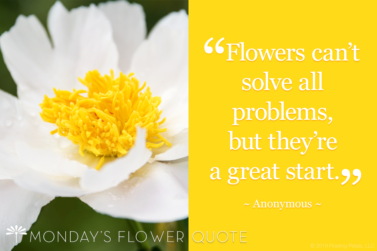 Arise Flowers: The Hidden Problems and How to Fix Them