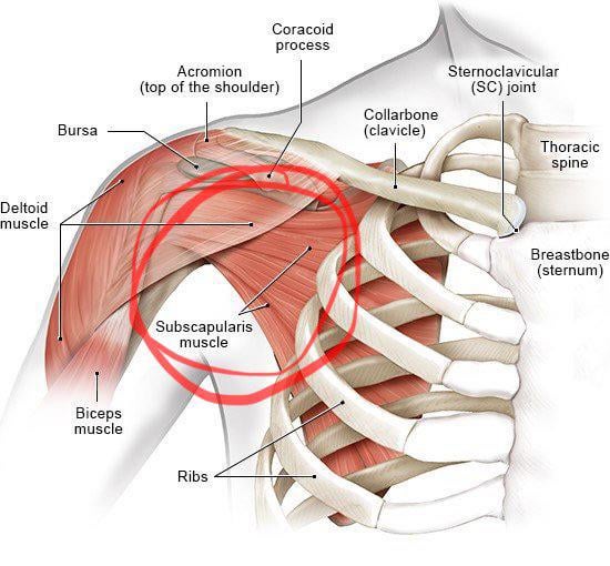 Beastbone: A Guide to the Struggles and Solutions