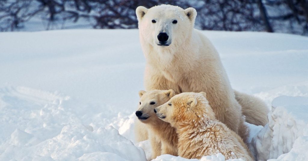Aspect of the Frozen Tundra: What You Need to Know and How to Tackle It